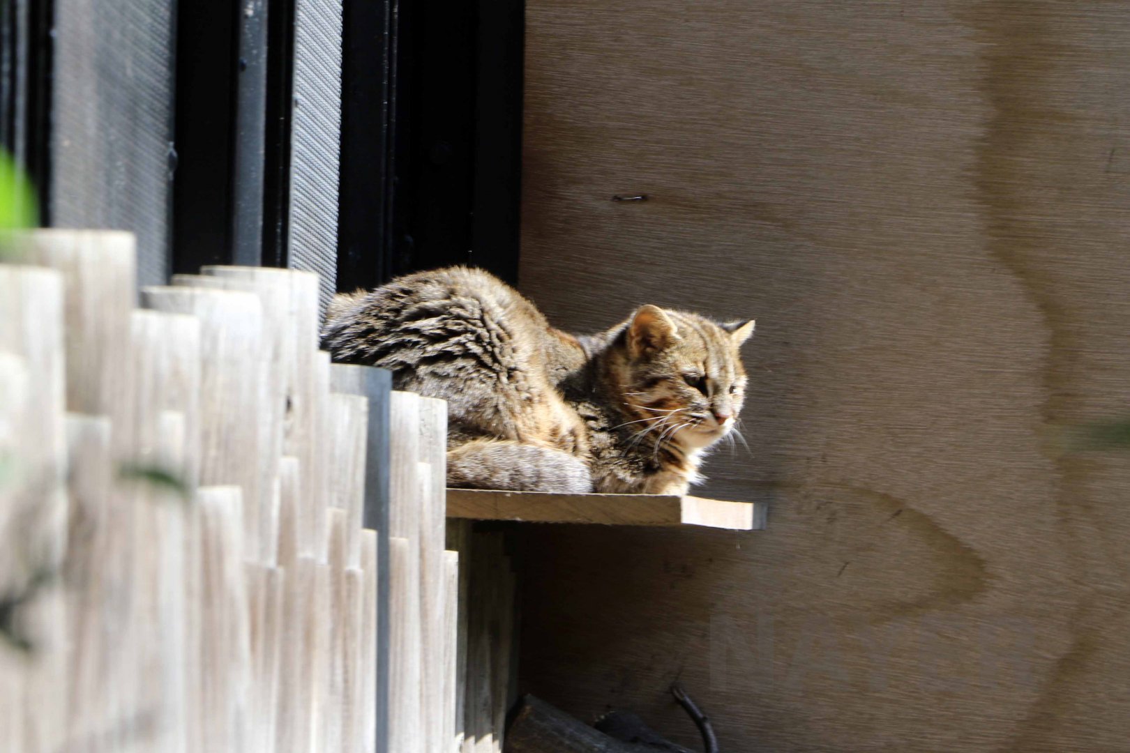 Tsushima leopard cat, October 2017
