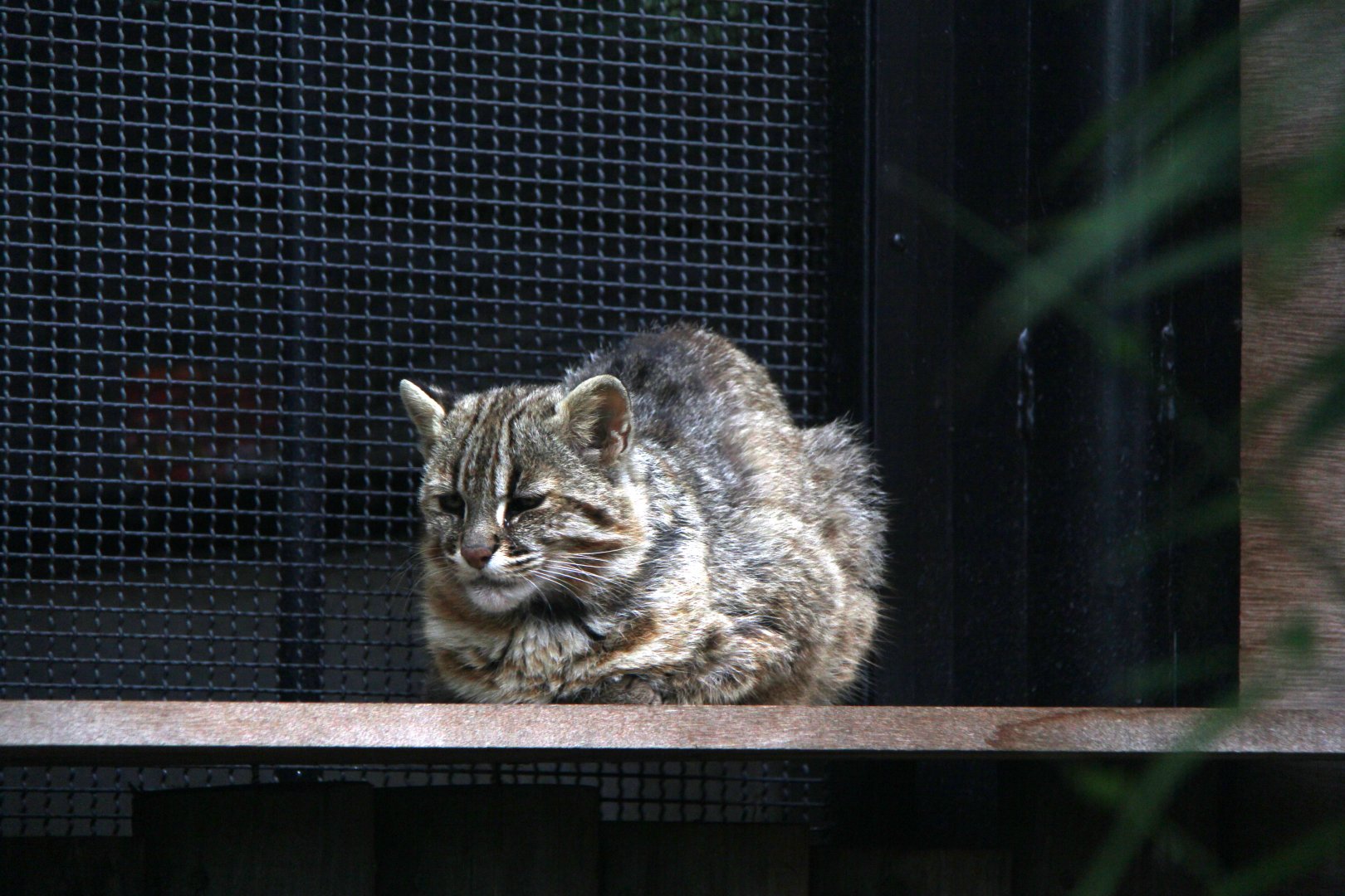 Tsushima leopard cat (Prionailurus bengalensis euptilura)