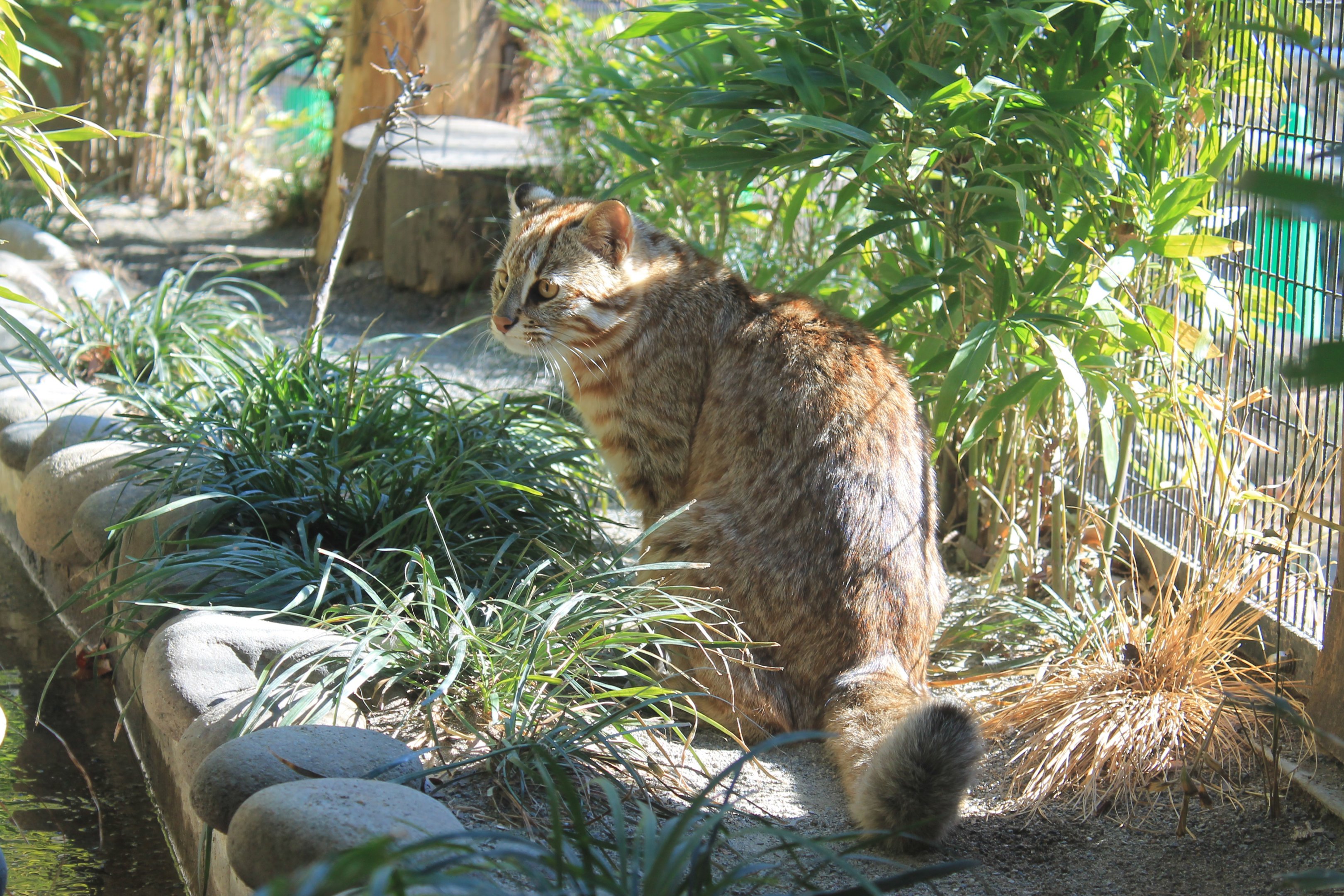 Tsushima Leopard Cat (Prionailurus bengalensis euptilura)