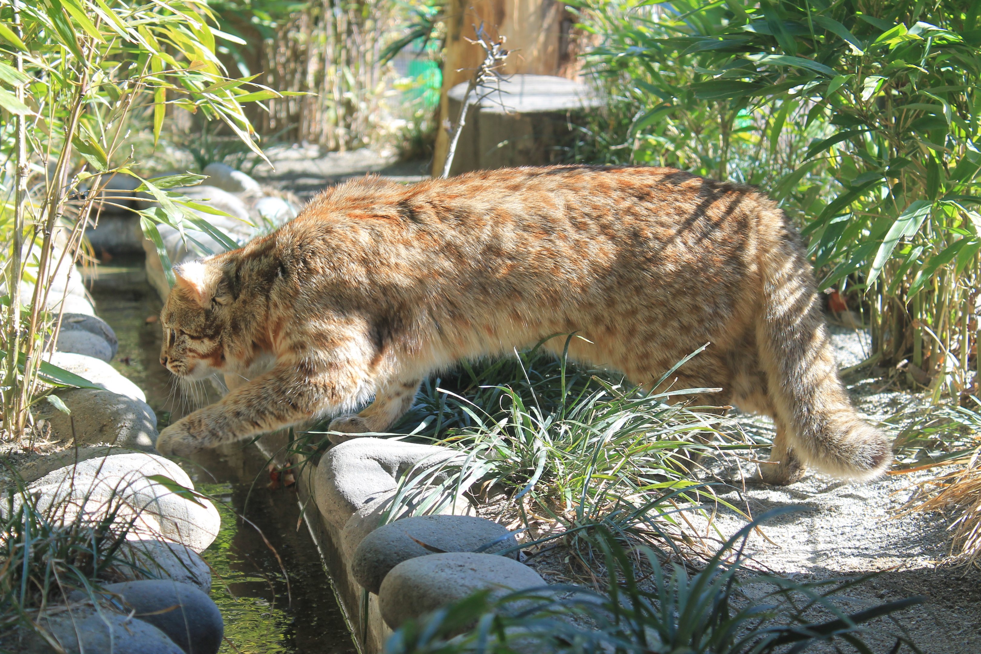 Tsushima Leopard Cat (Prionailurus bengalensis euptilura)