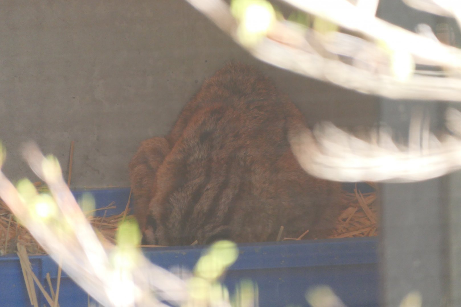 Tsushima Leopard Cat (Prionailurus bengalensis euptilurus)