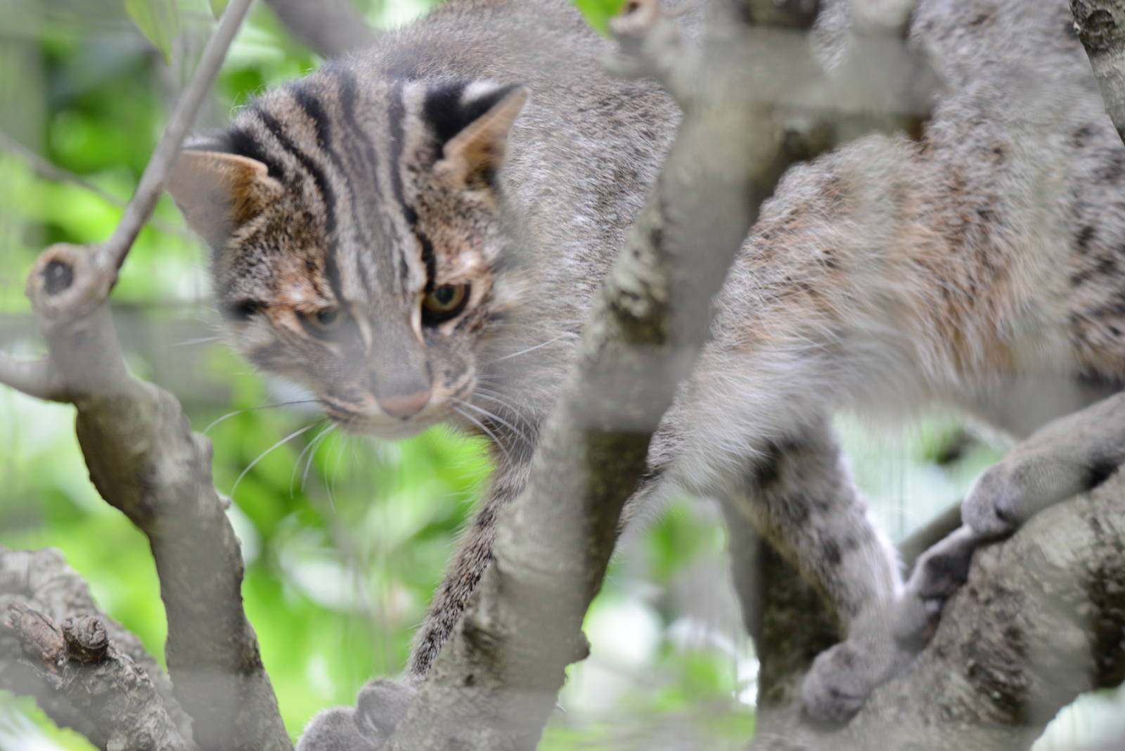 Tsushima leopard cat
