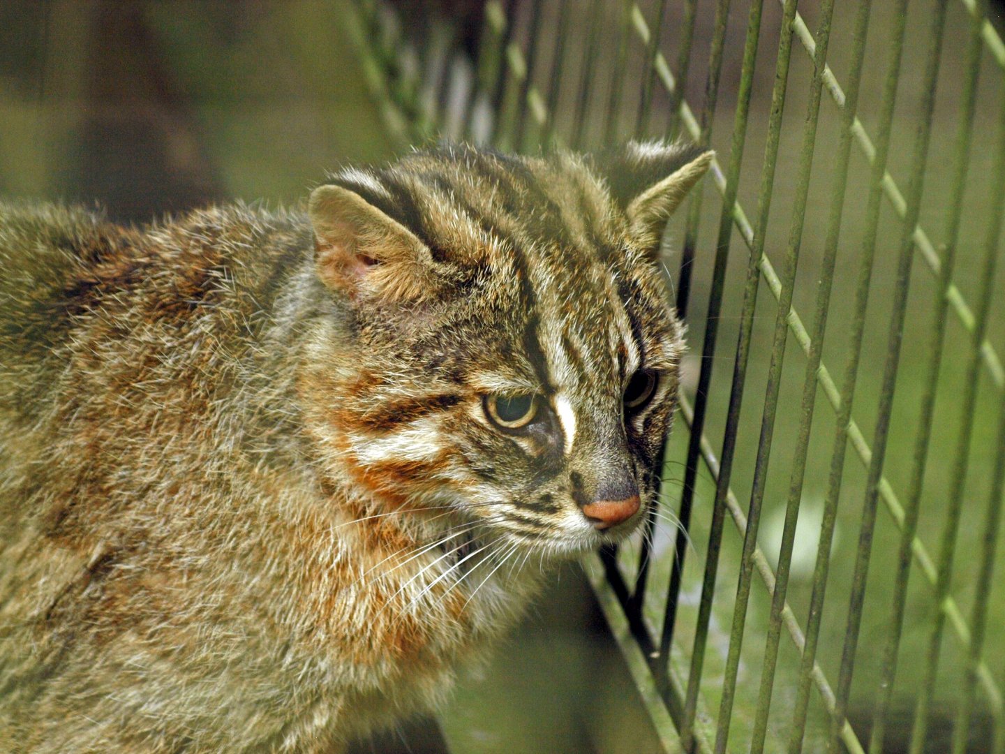 Tsushima leopard cat