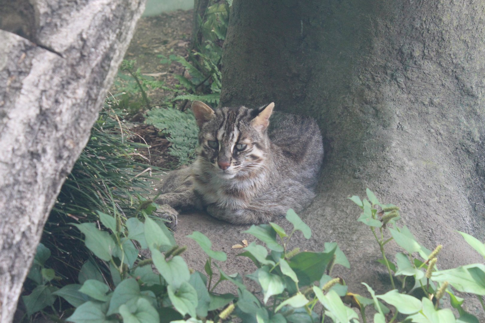 Tsushima leopard cat