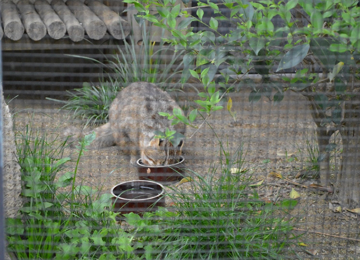 Tsushima Leopard Cat