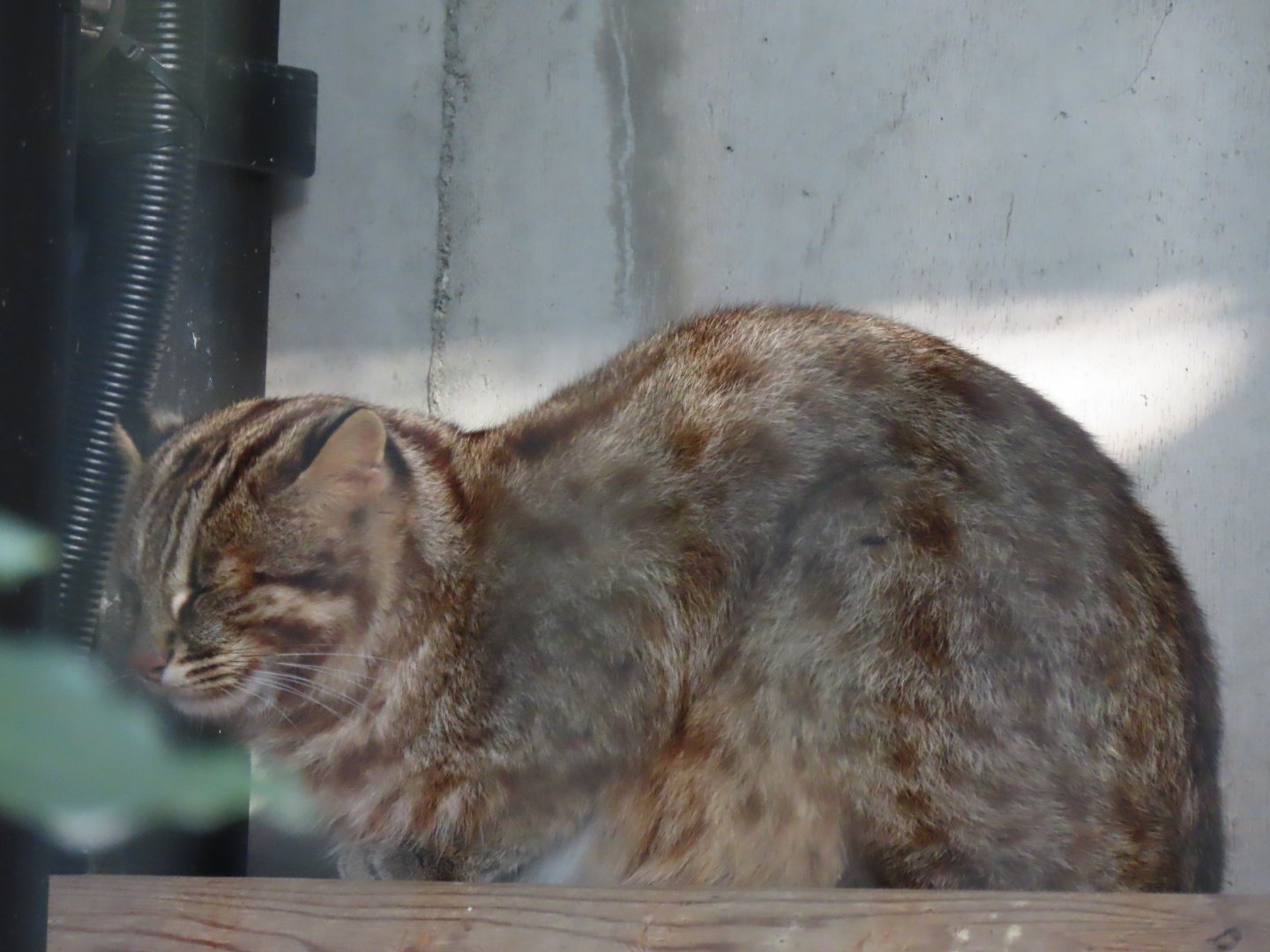 Tsushima leopard cat