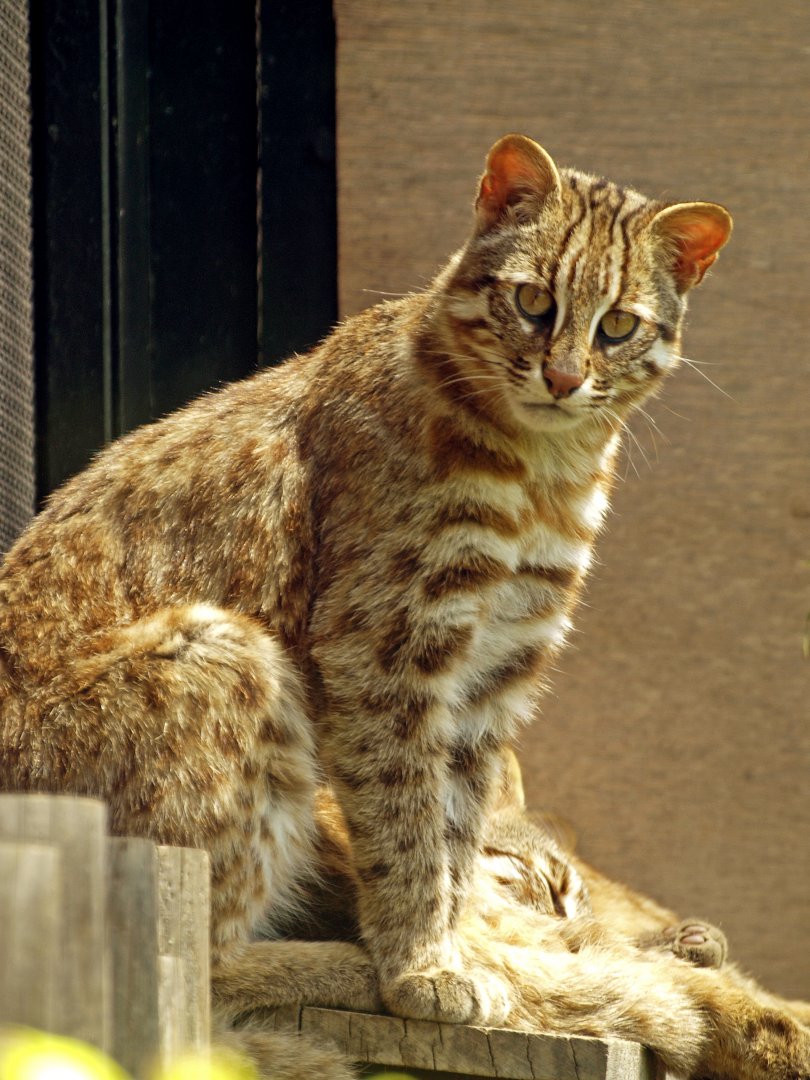 Tsushima Leopard cat