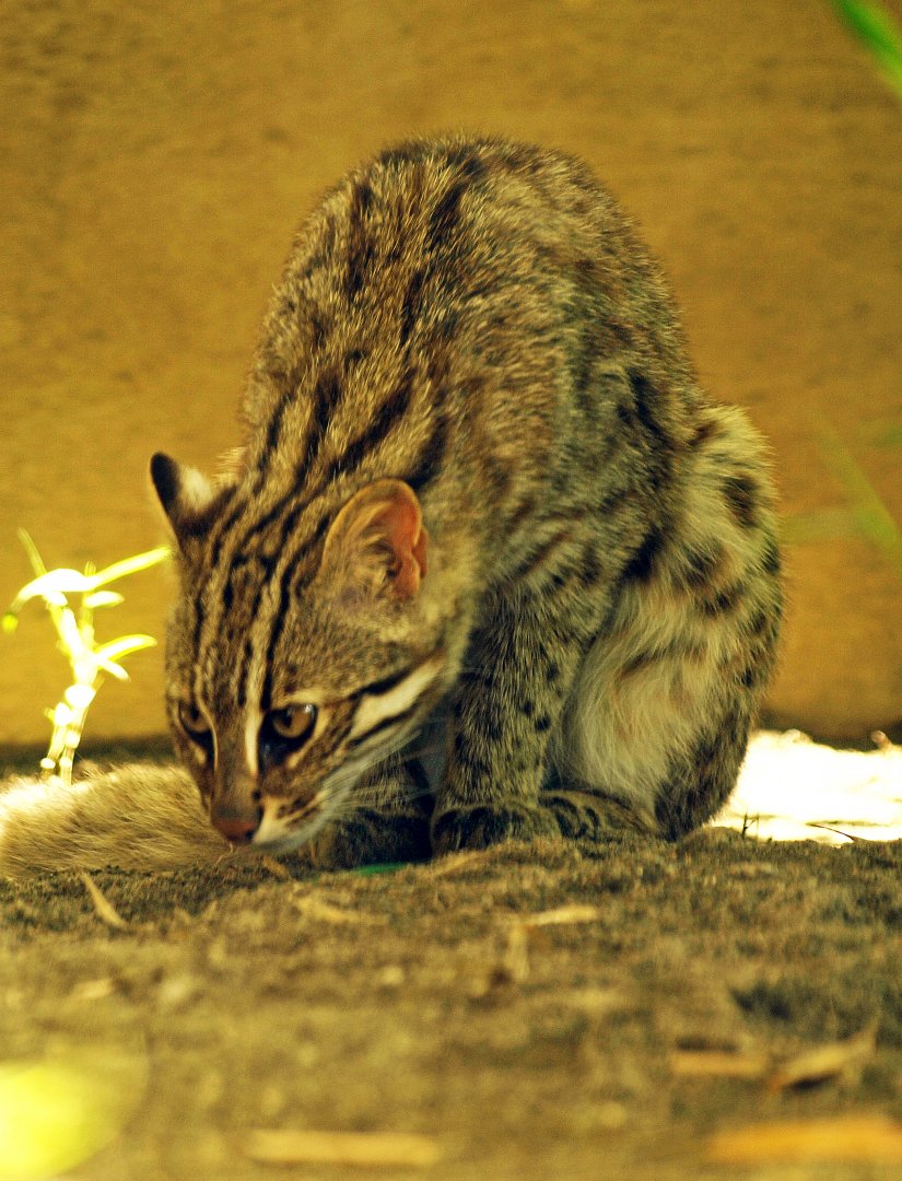 Tsushima Leopard cat