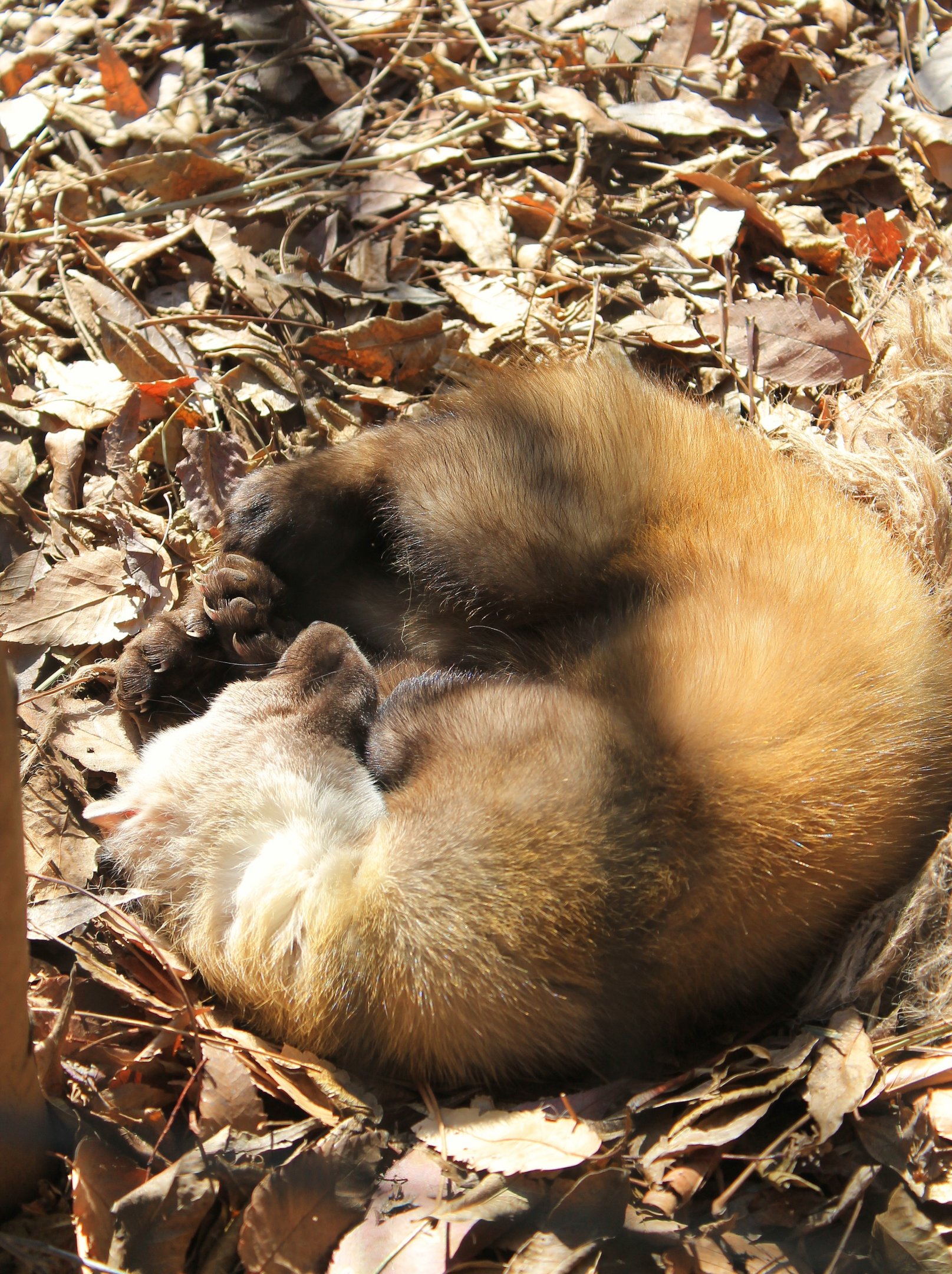 Tsushima Marten (Martes melampus tsuensis)