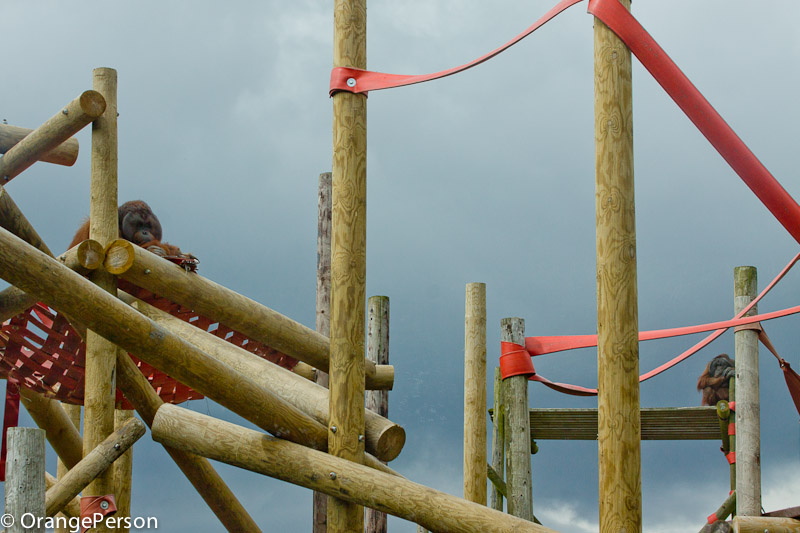Tuan and Gordon, Bornean orangutans, keeping an eye on each other