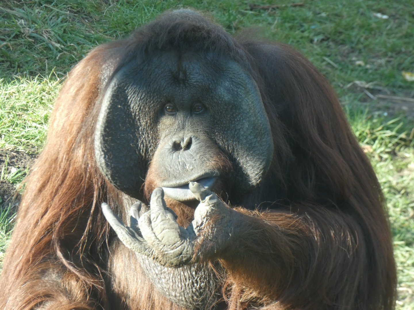 Tuan, Bornean Orang-utan