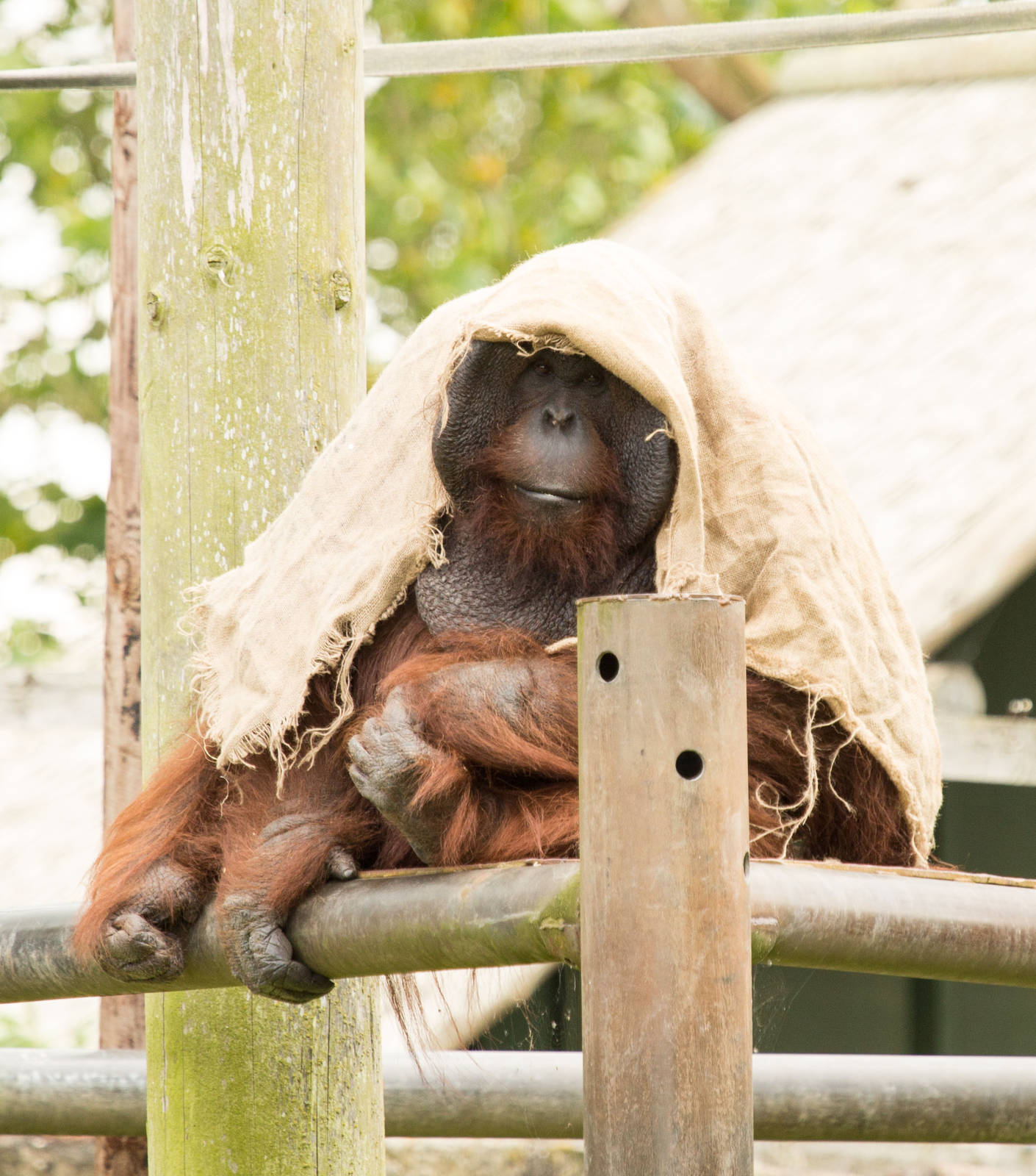 TUAN  Bornean Orangutan Male