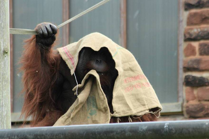 Tuan - Bornean Orangutan