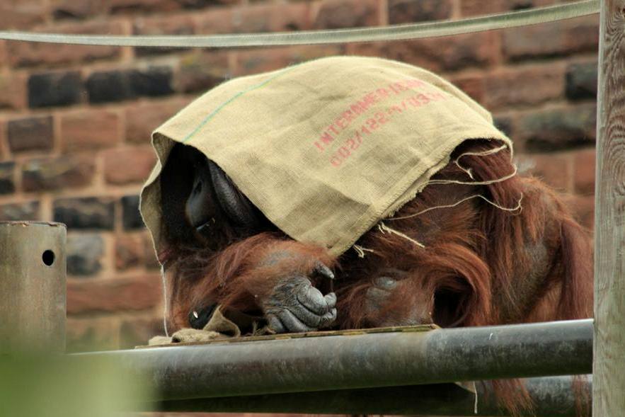 Tuan - Bornean Orangutan
