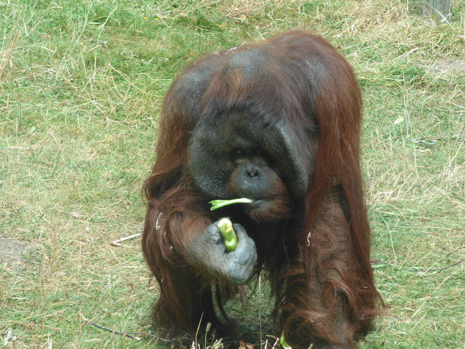 Tuan, Bornean Orangutan