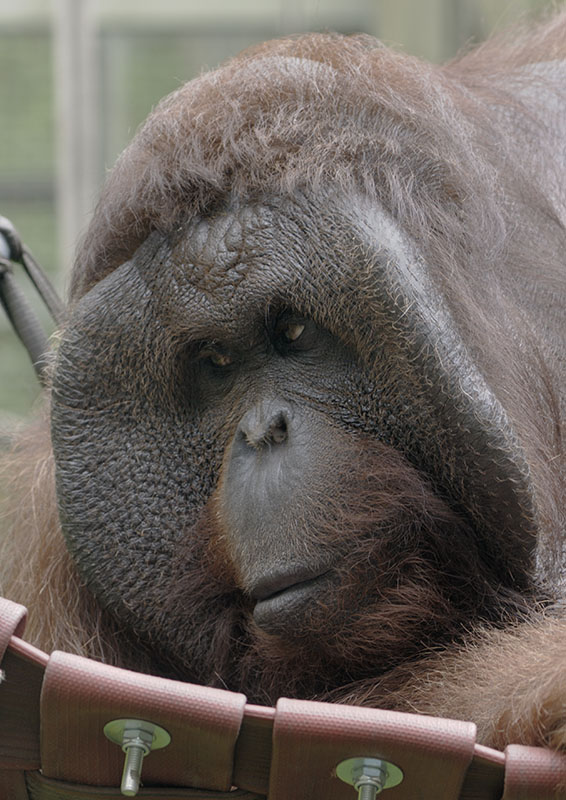 Tuan is in his hammock