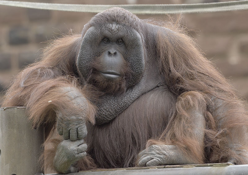 Tuan without a sack (1)