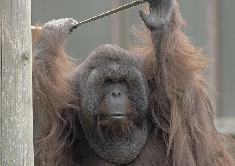 Tuan without a sack (2)