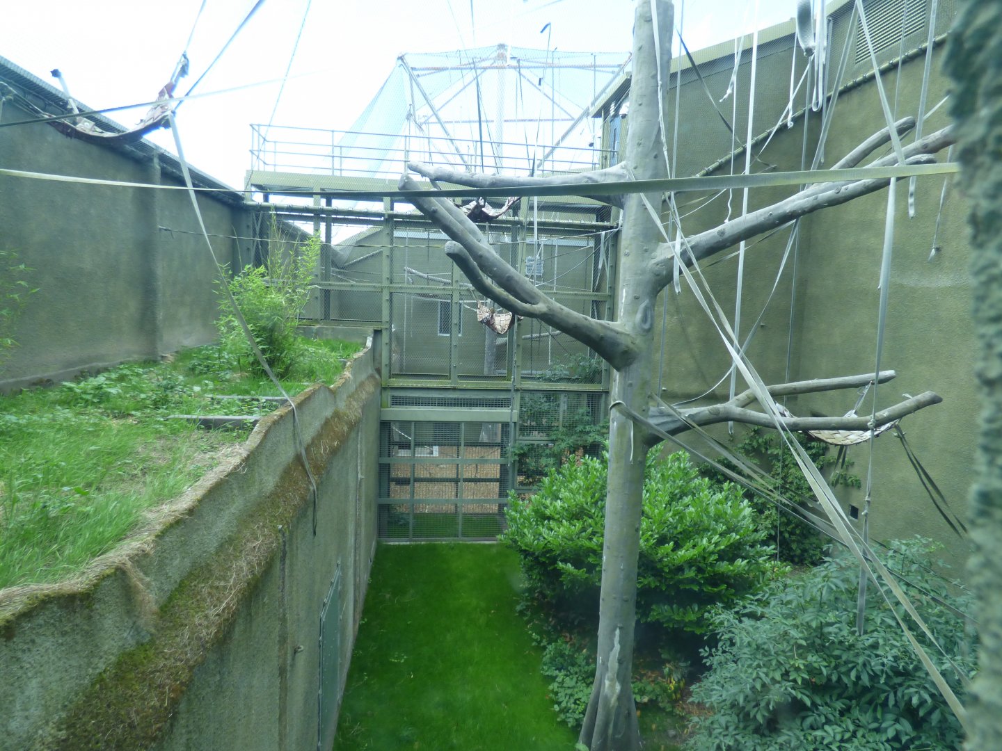 Tuan's Enclosure (Through peek-hole)