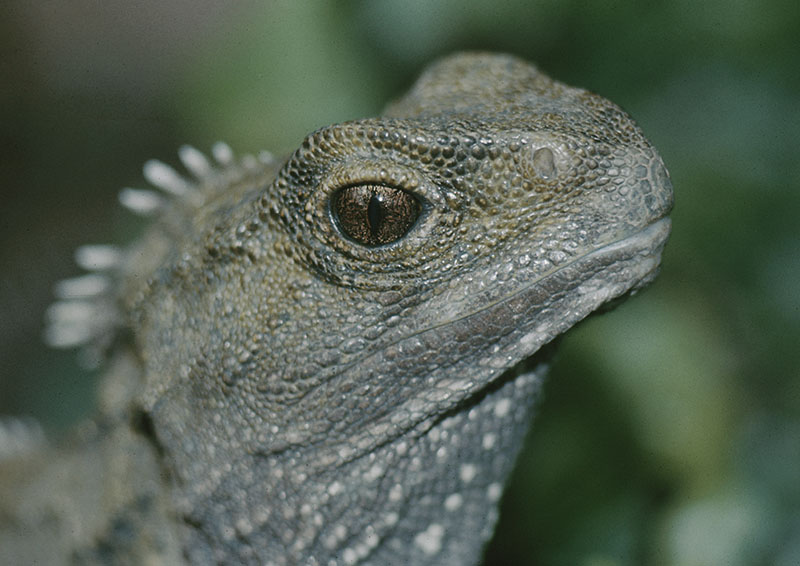Tuatara 1976