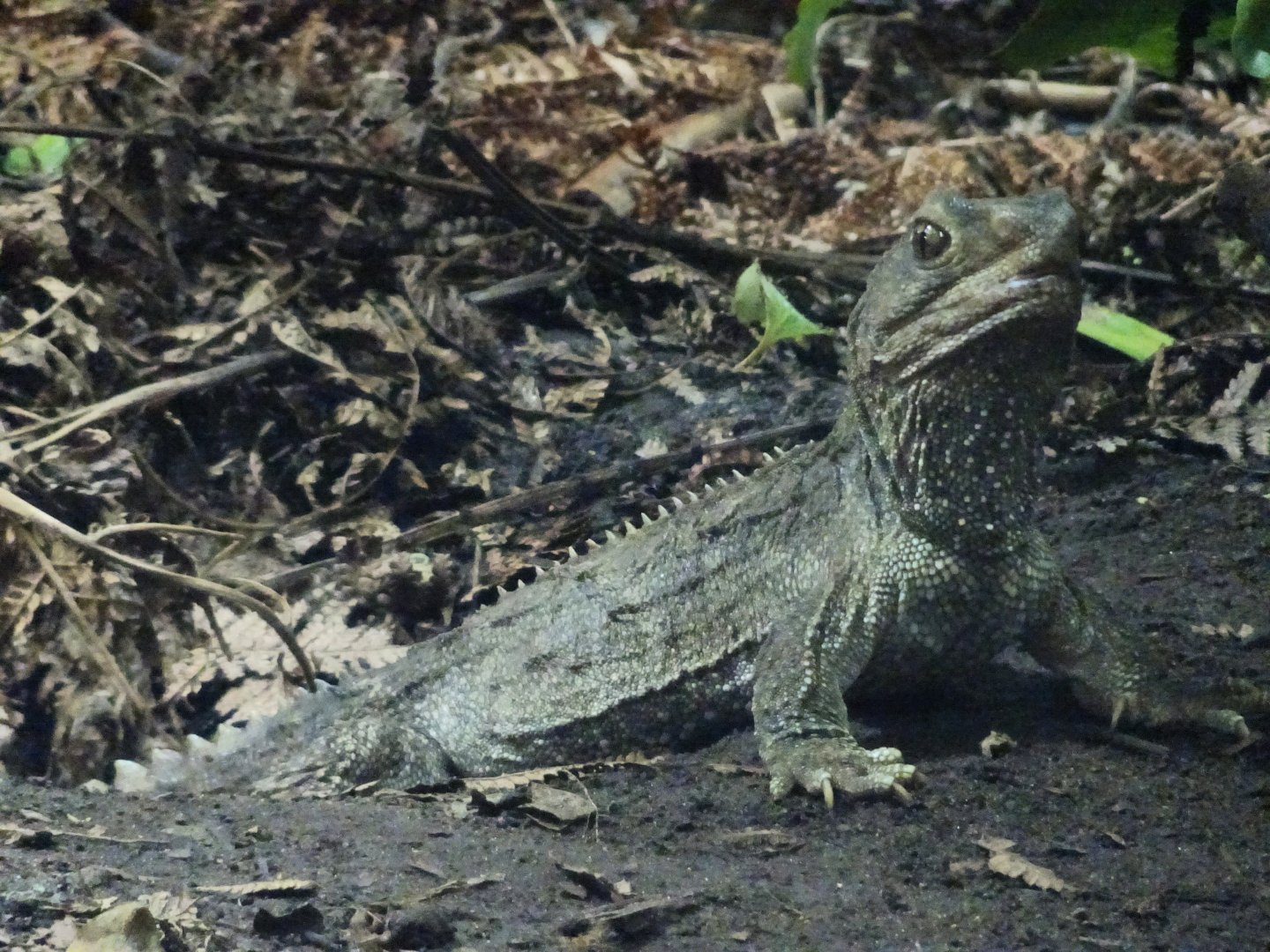 Tuatara 23 August 2025