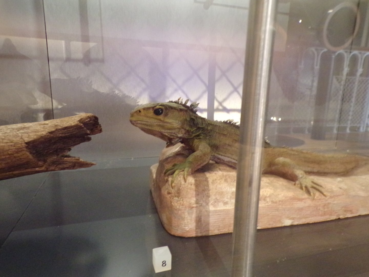 Tuatara 26.8.23