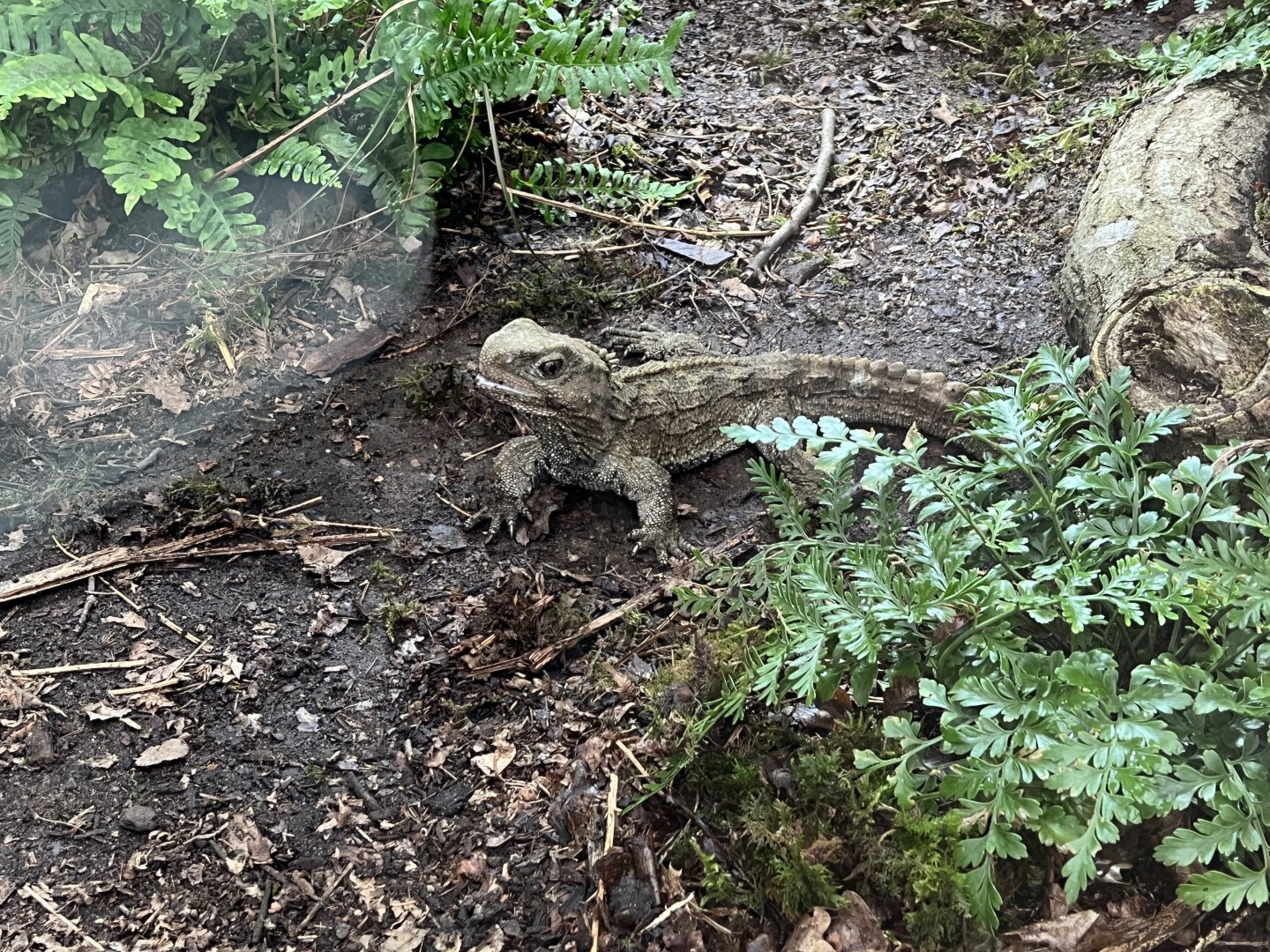Tuatara  29.6.24