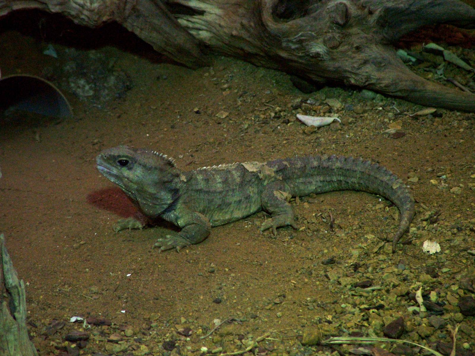 Tuatara at Chester 06/03/10