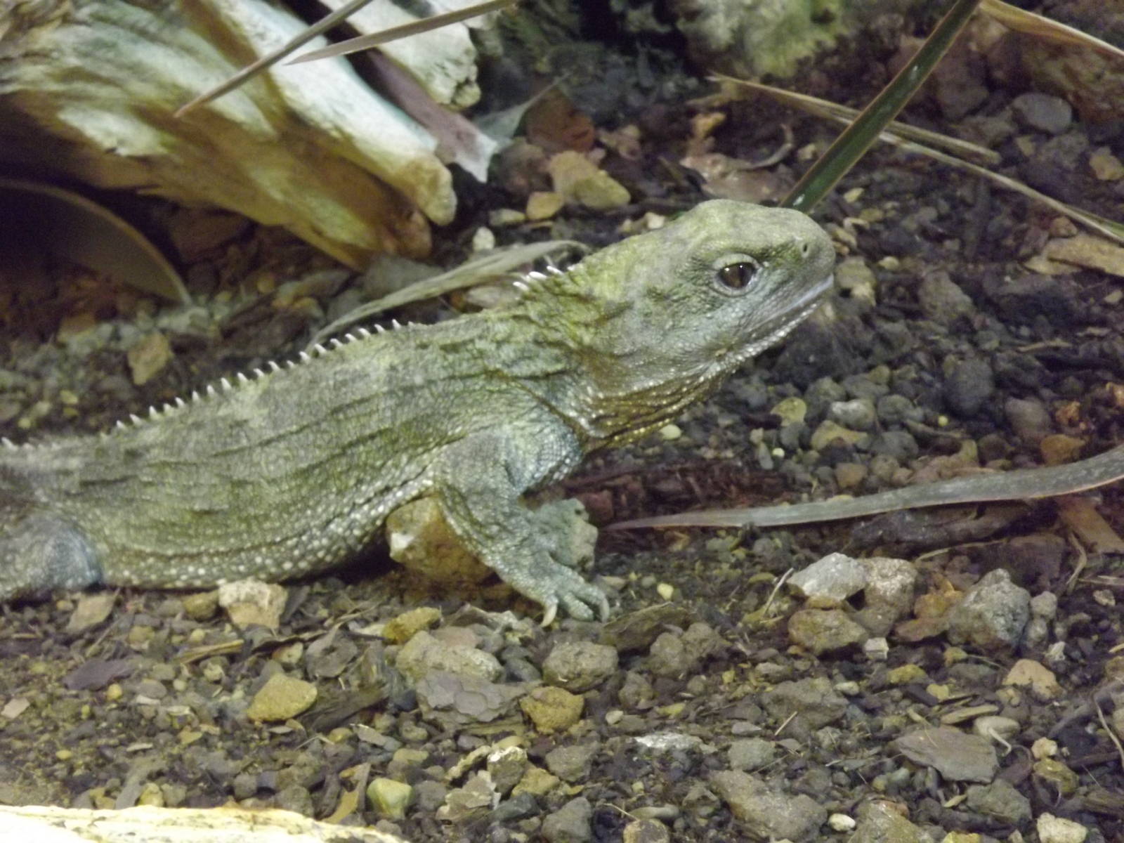 Tuatara at Chester Zoo 31/03/12