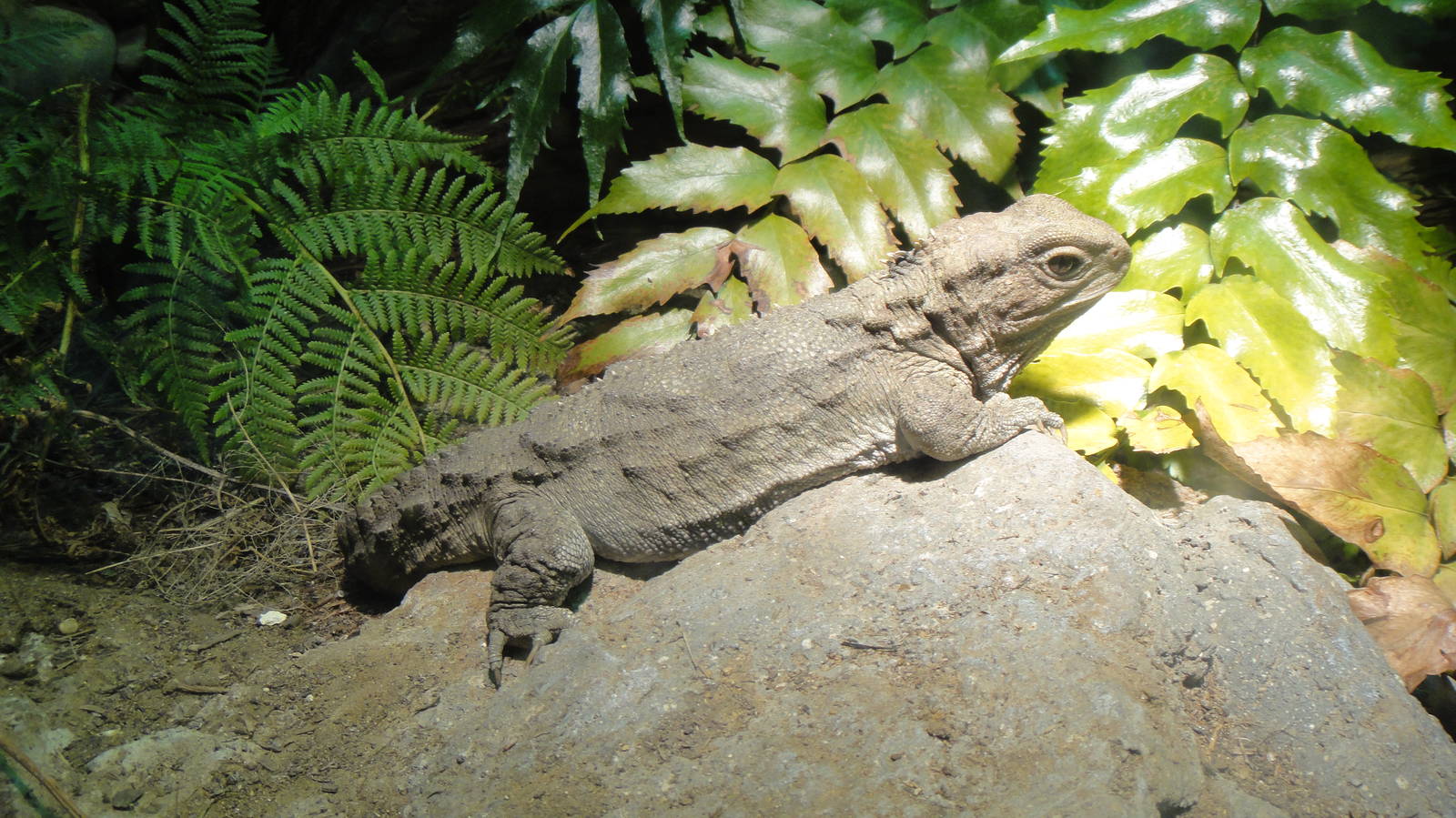 Tuatara at Dallas zoo 2015-03-12
