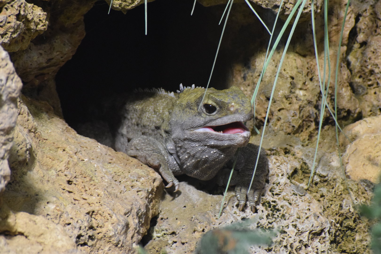 Tuatara - August 2023