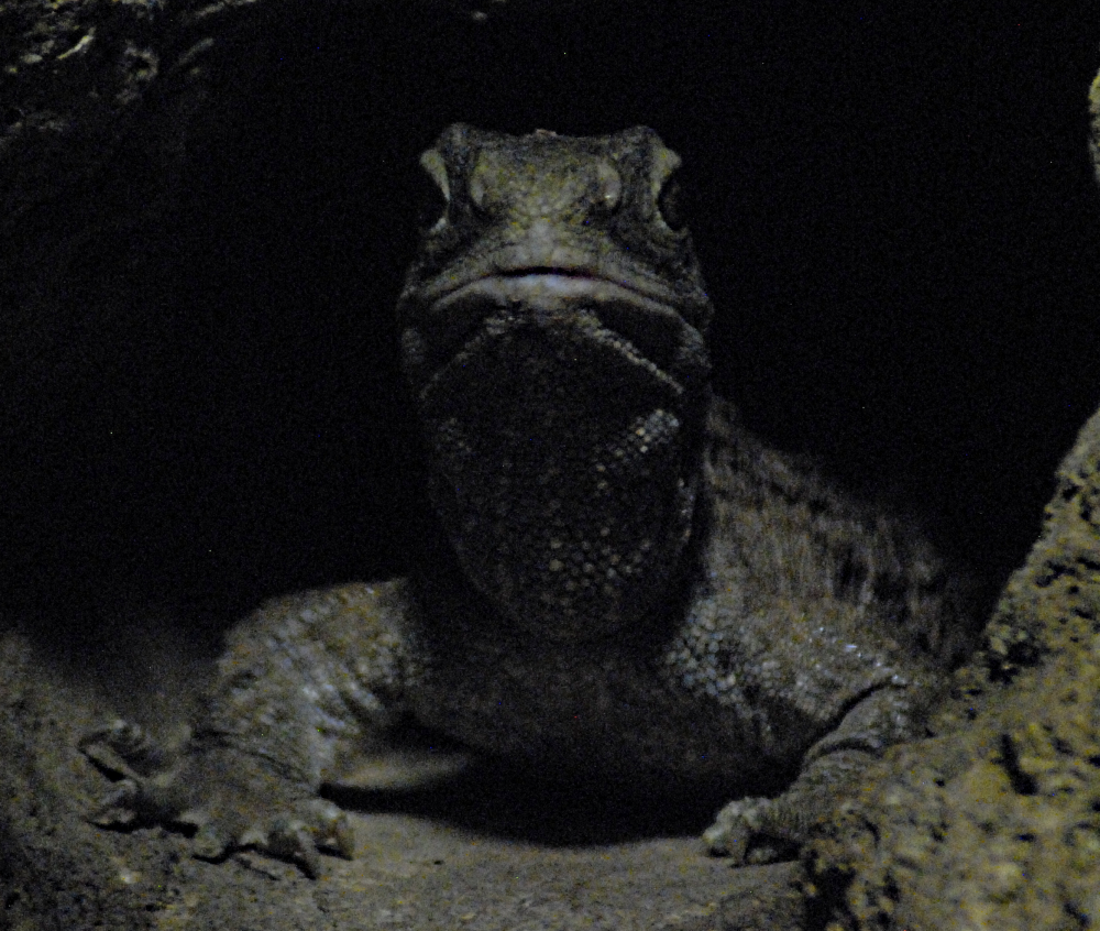 Tuatara - Berlin Aquarium 2022