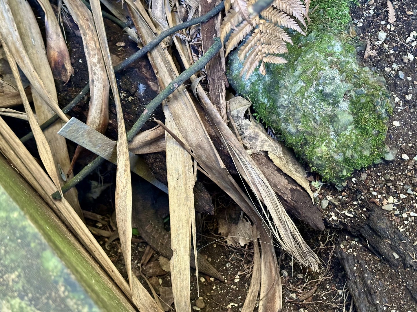 Tuatara Burrow