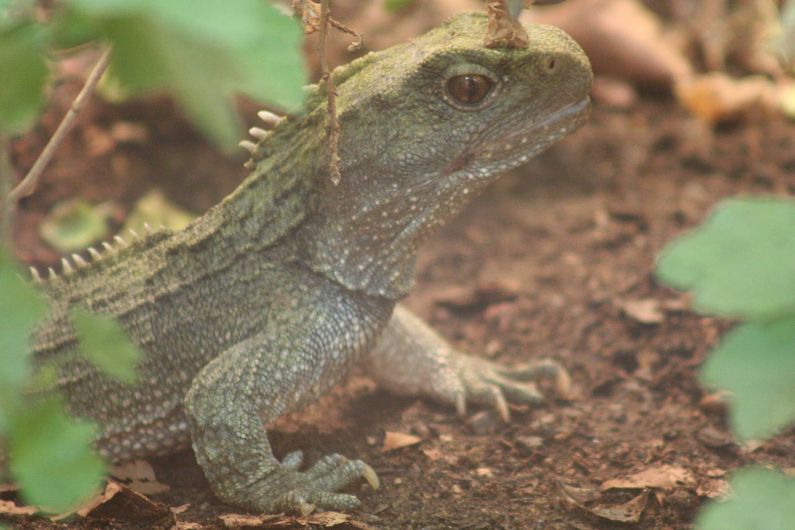 Tuatara @ Chester; 10.07.2015