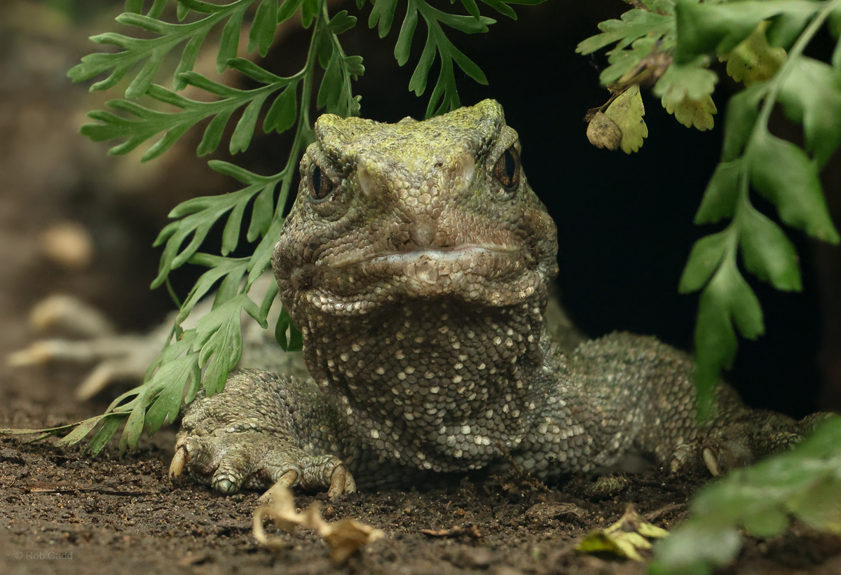 Tuatara : Chester Zoo : 06 Sep 2025