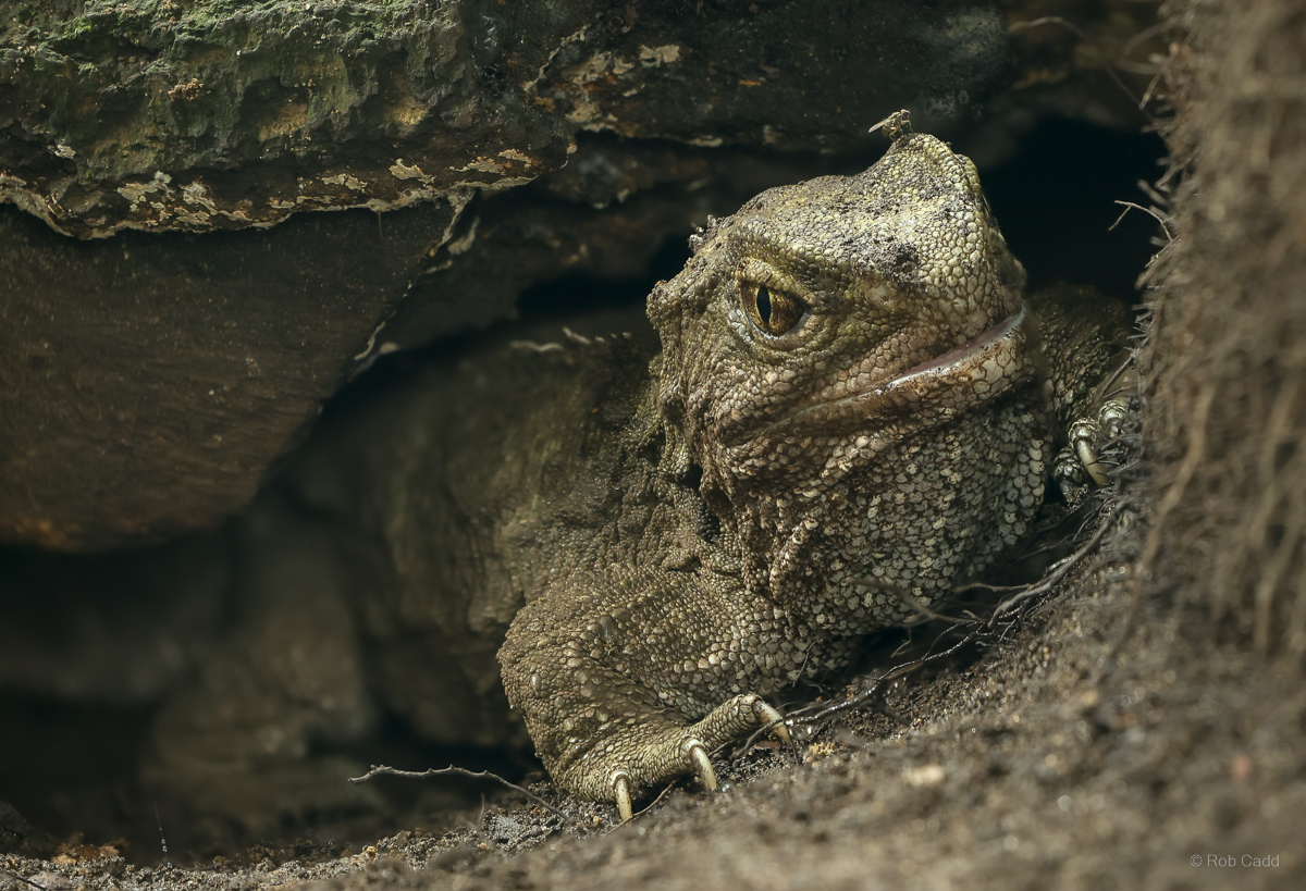 Tuatara : Chester Zoo : 06 Sep 2025