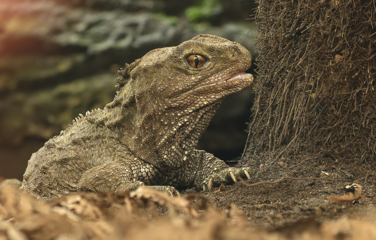 Tuatara : Chester Zoo : 06 Sep 2025