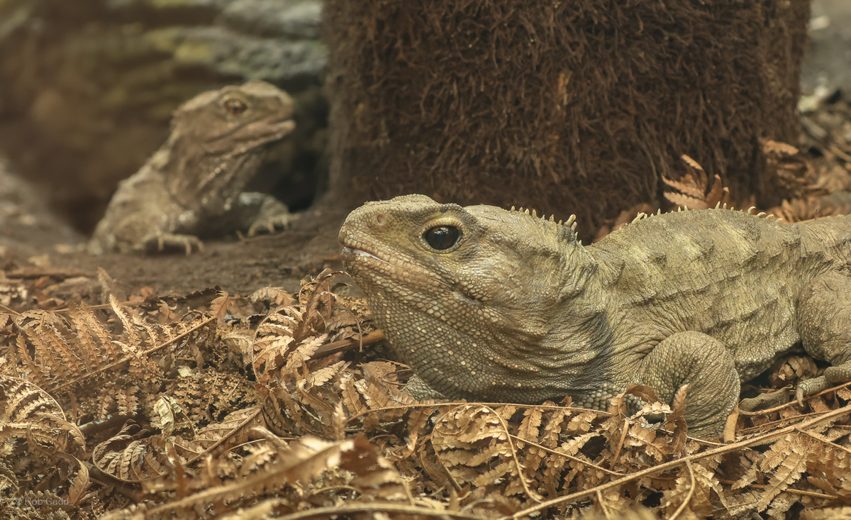 Tuatara : Chester Zoo : 06 Sep 2025