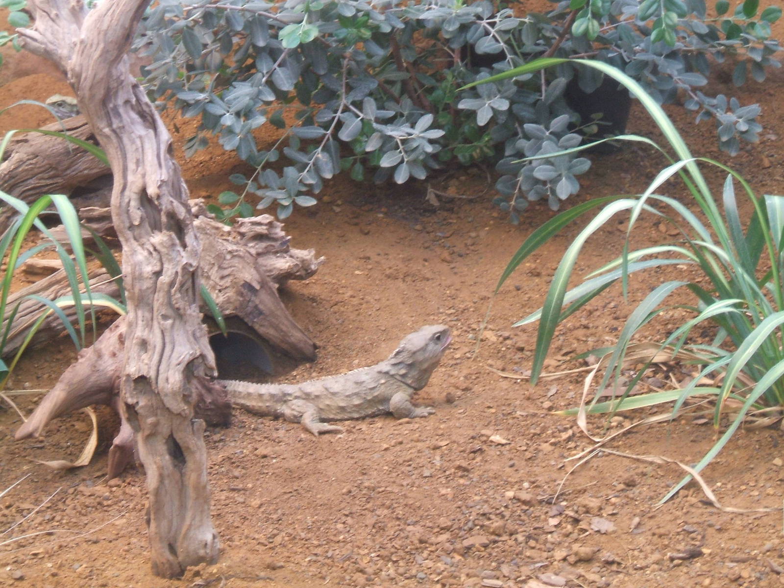 Tuatara, Chester Zoo, 2007