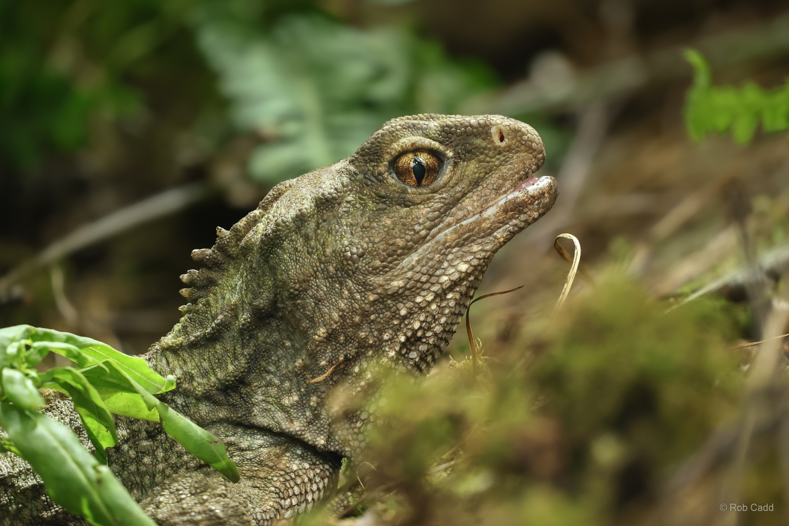 Tuatara : Chester Zoo : 24 Jun 2024