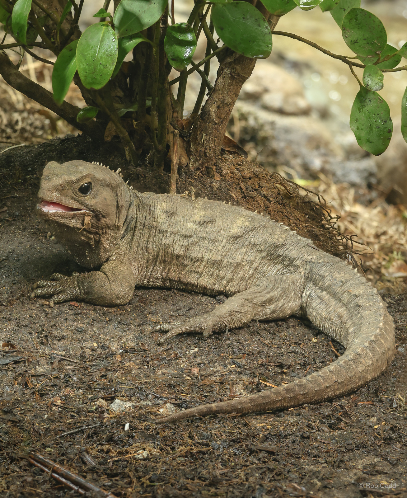 Tuatara : Chester Zoo : 24 Jun 2024