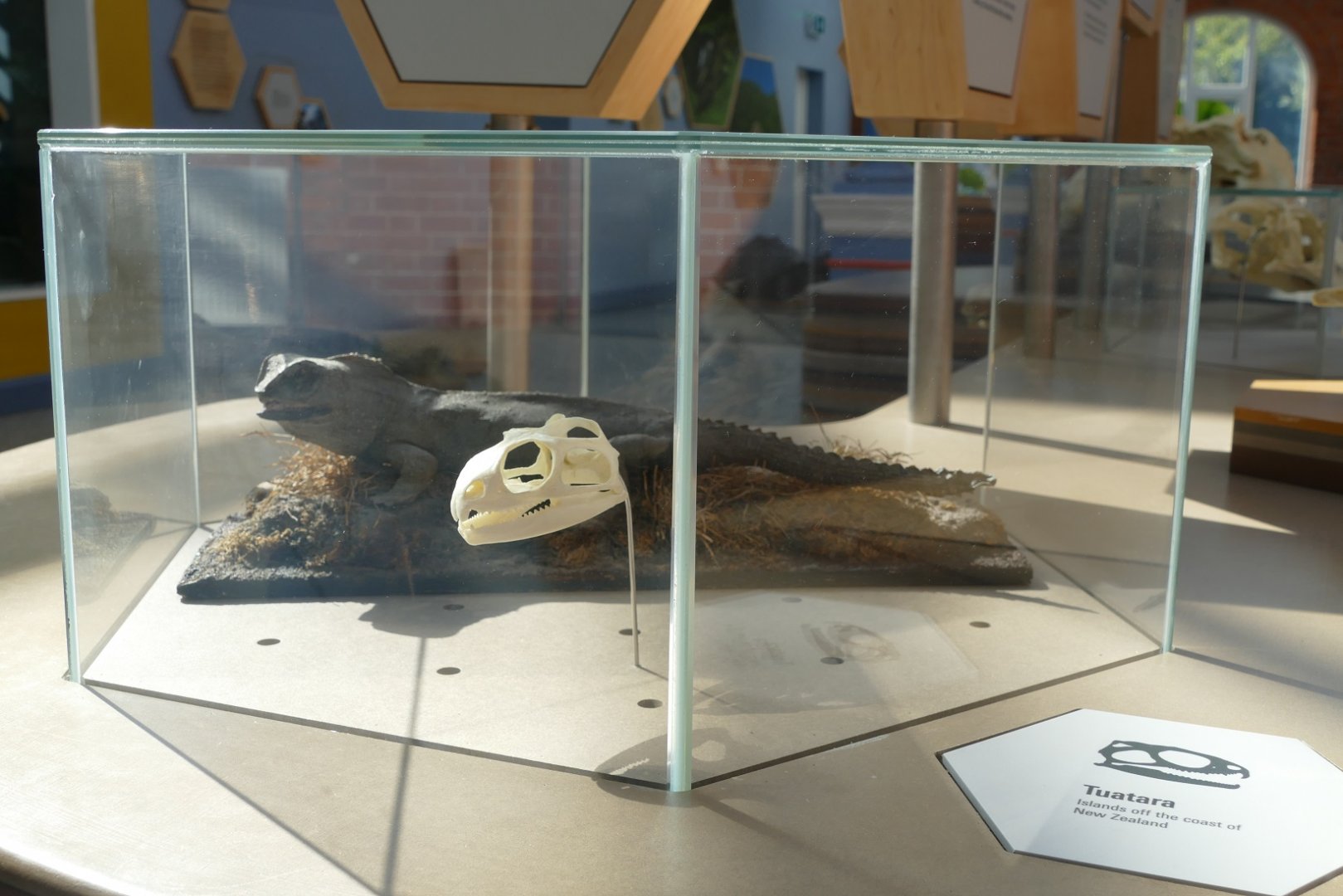 Tuatara display, September 2018
