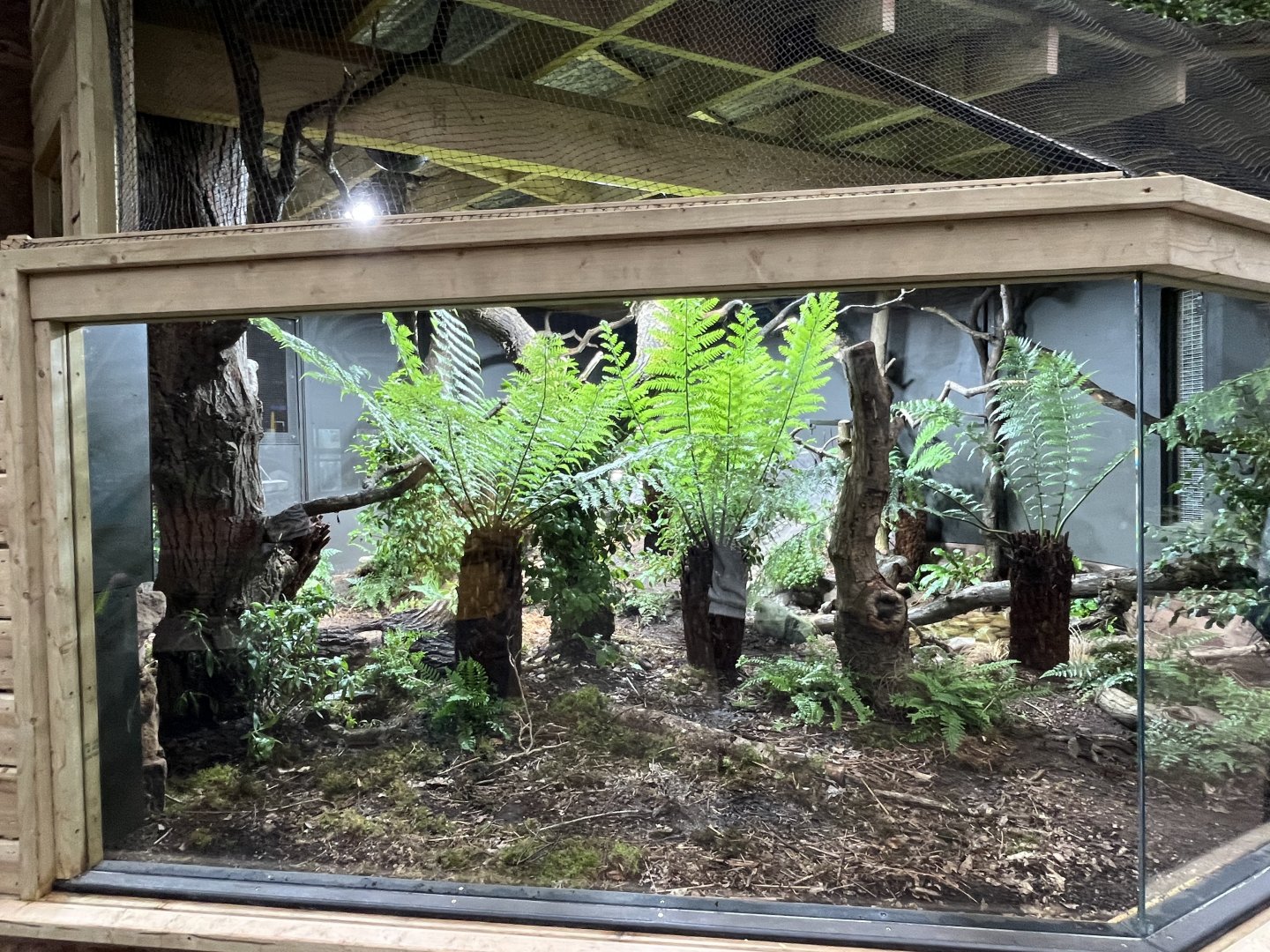Tuatara enclosure  29.6.24