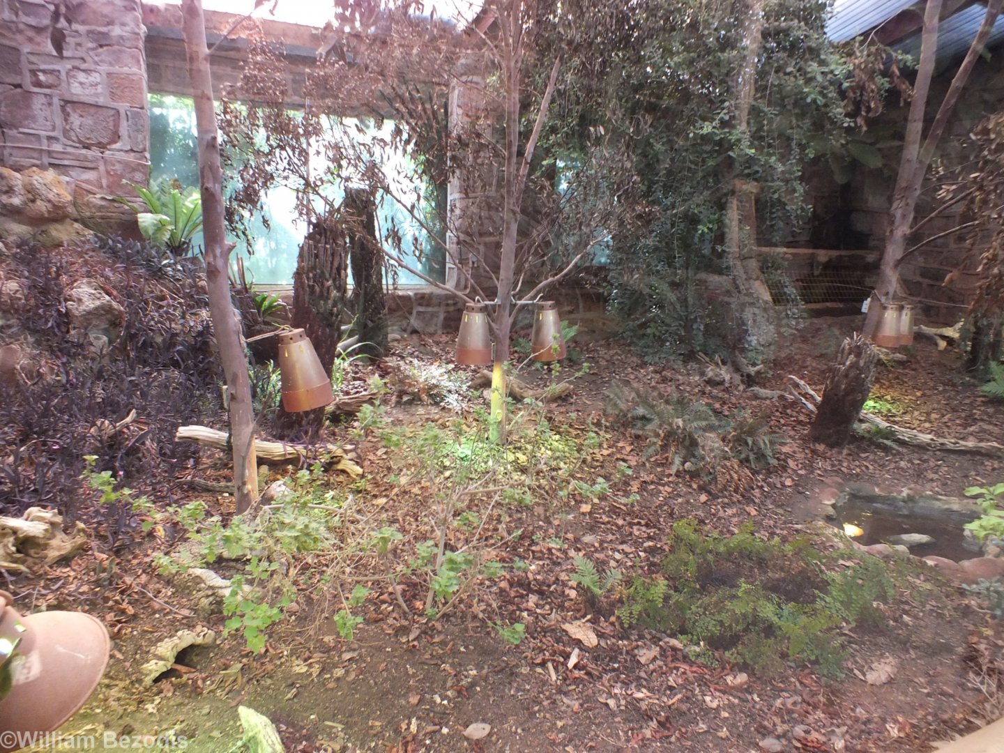 Tuatara Enclosure (Can you see the animal?)