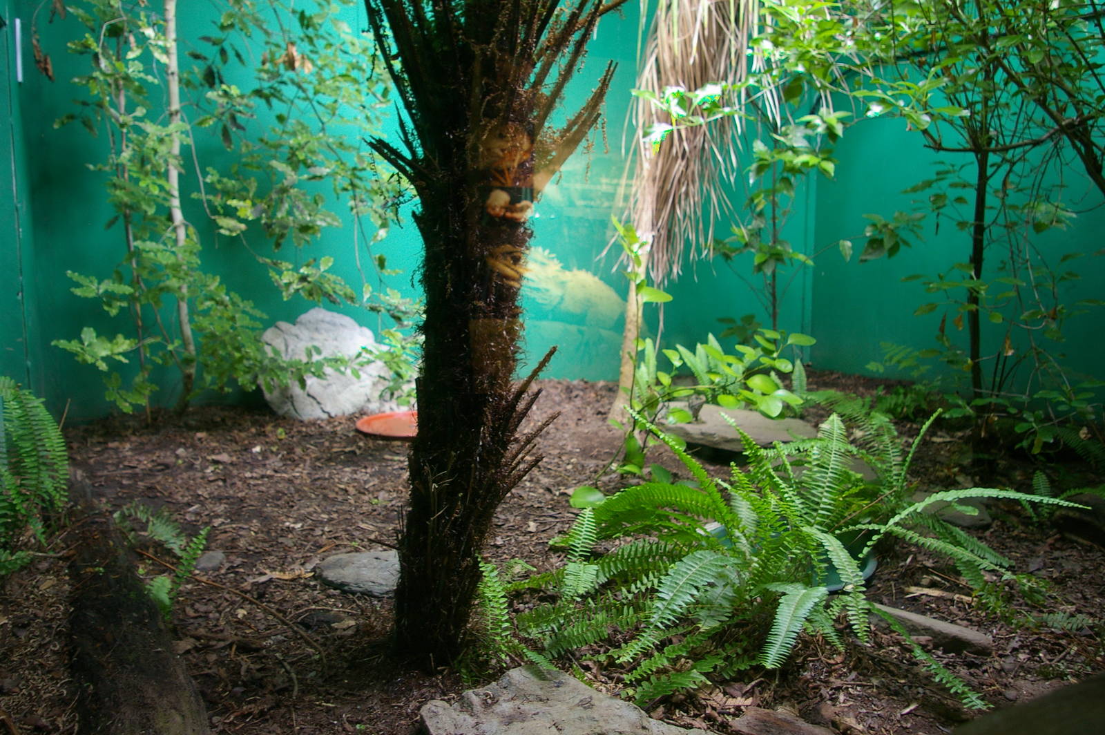 tuatara enclosure