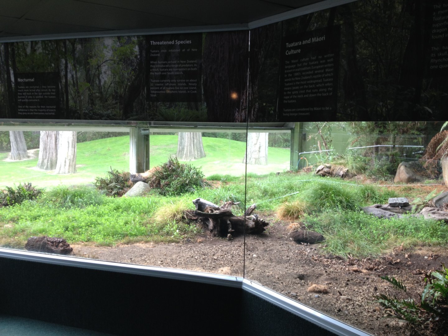 Tuatara enclosure