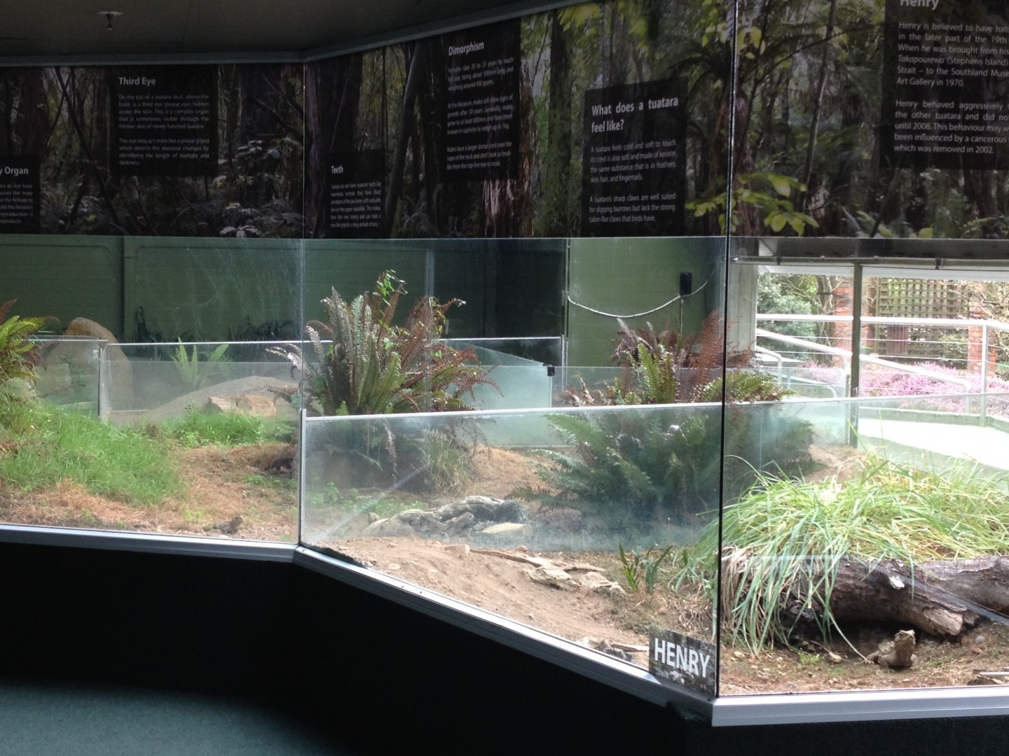 Tuatara enclosure