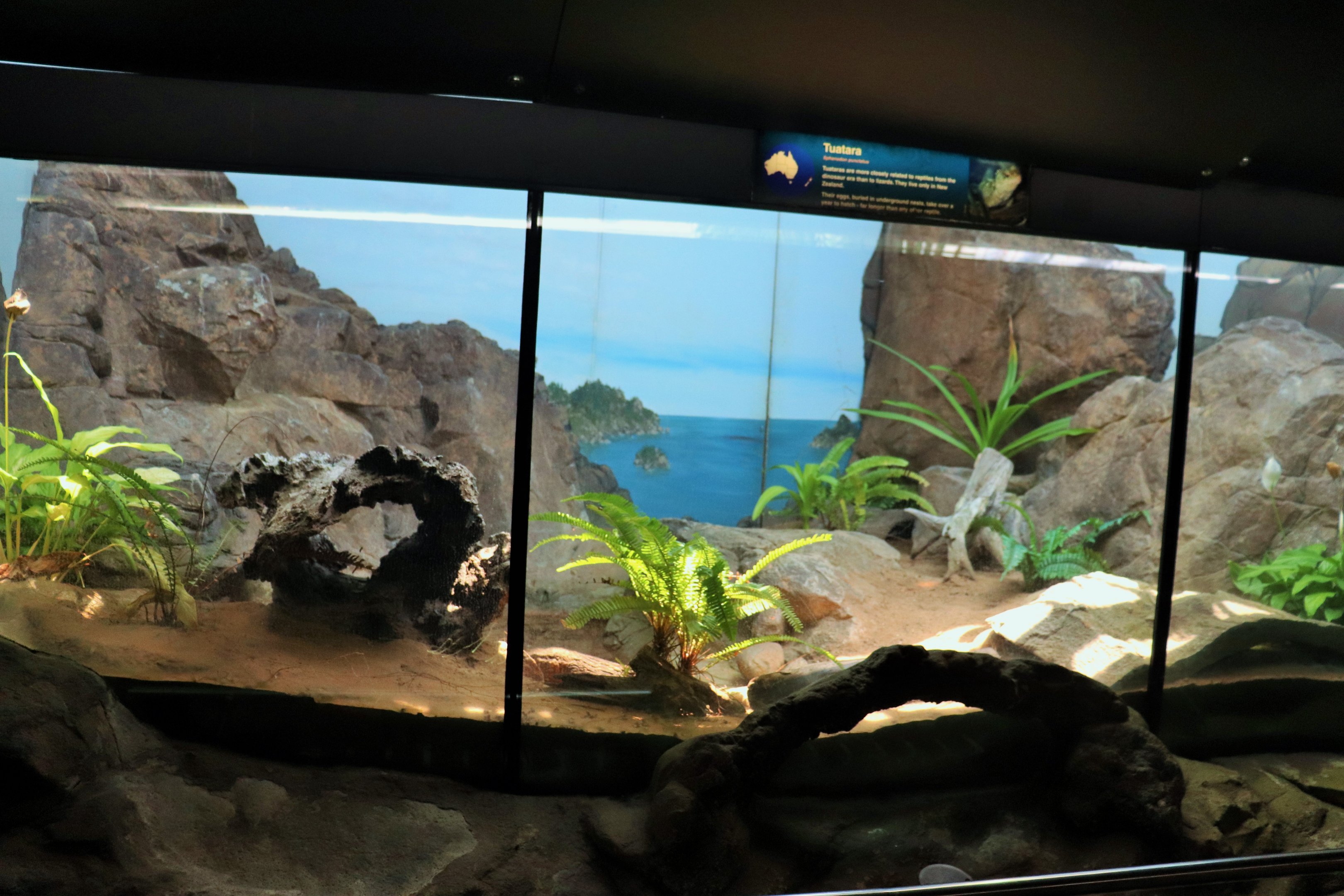 Tuatara Enclosure