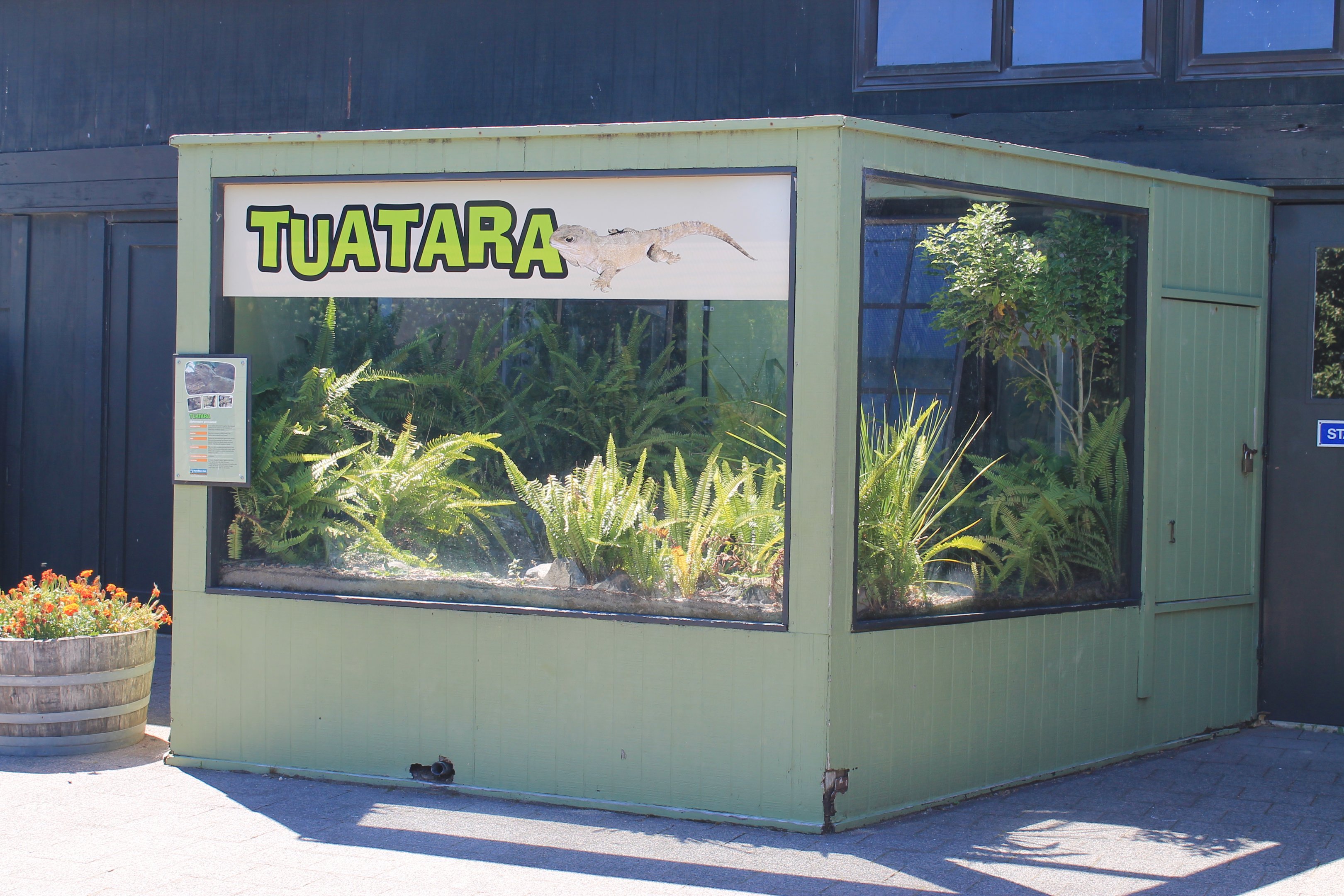 Tuatara enclosure