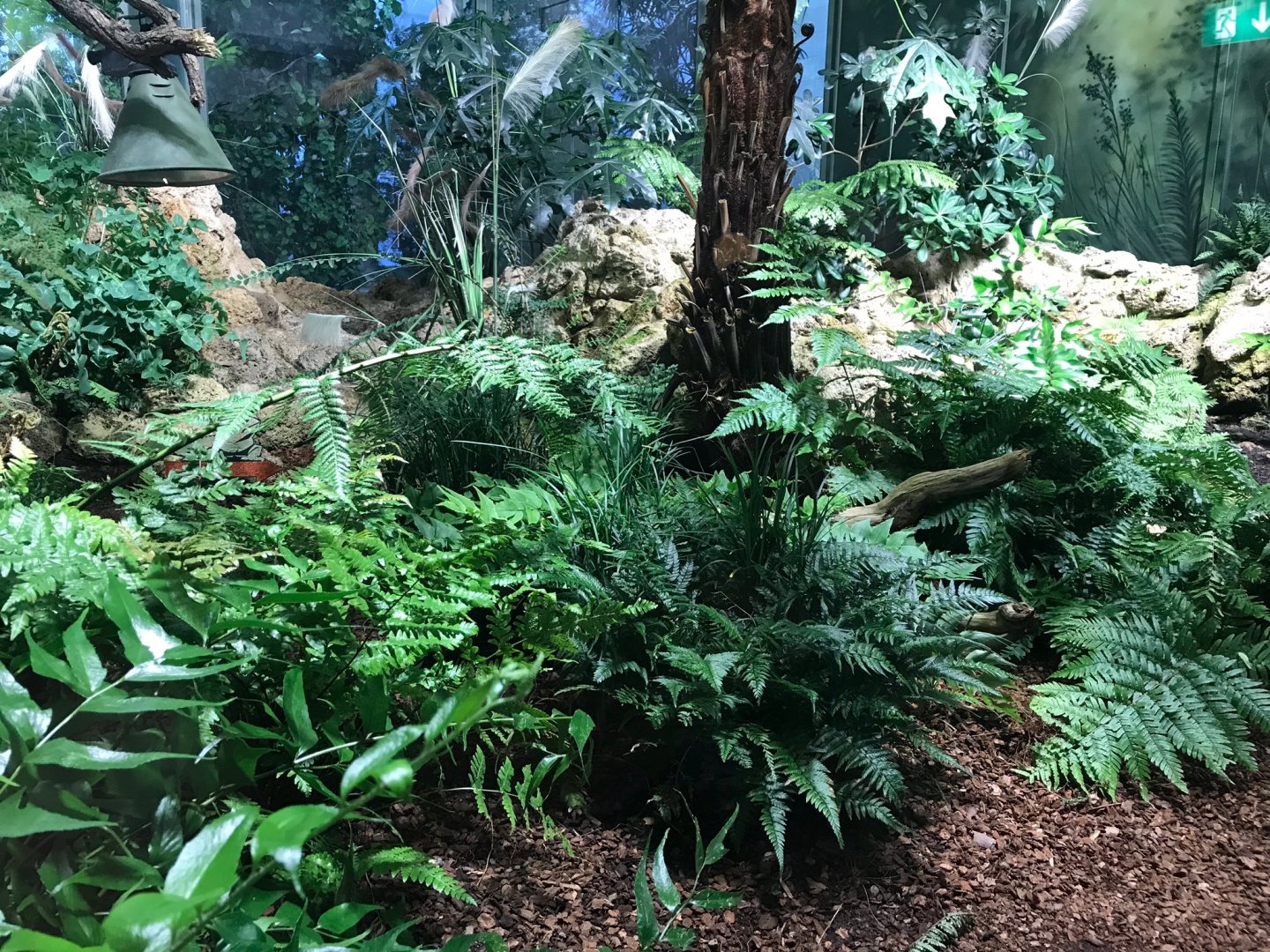 Tuatara exhibit 270118